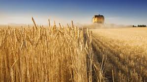 What does the Shmita Year Mean to You?