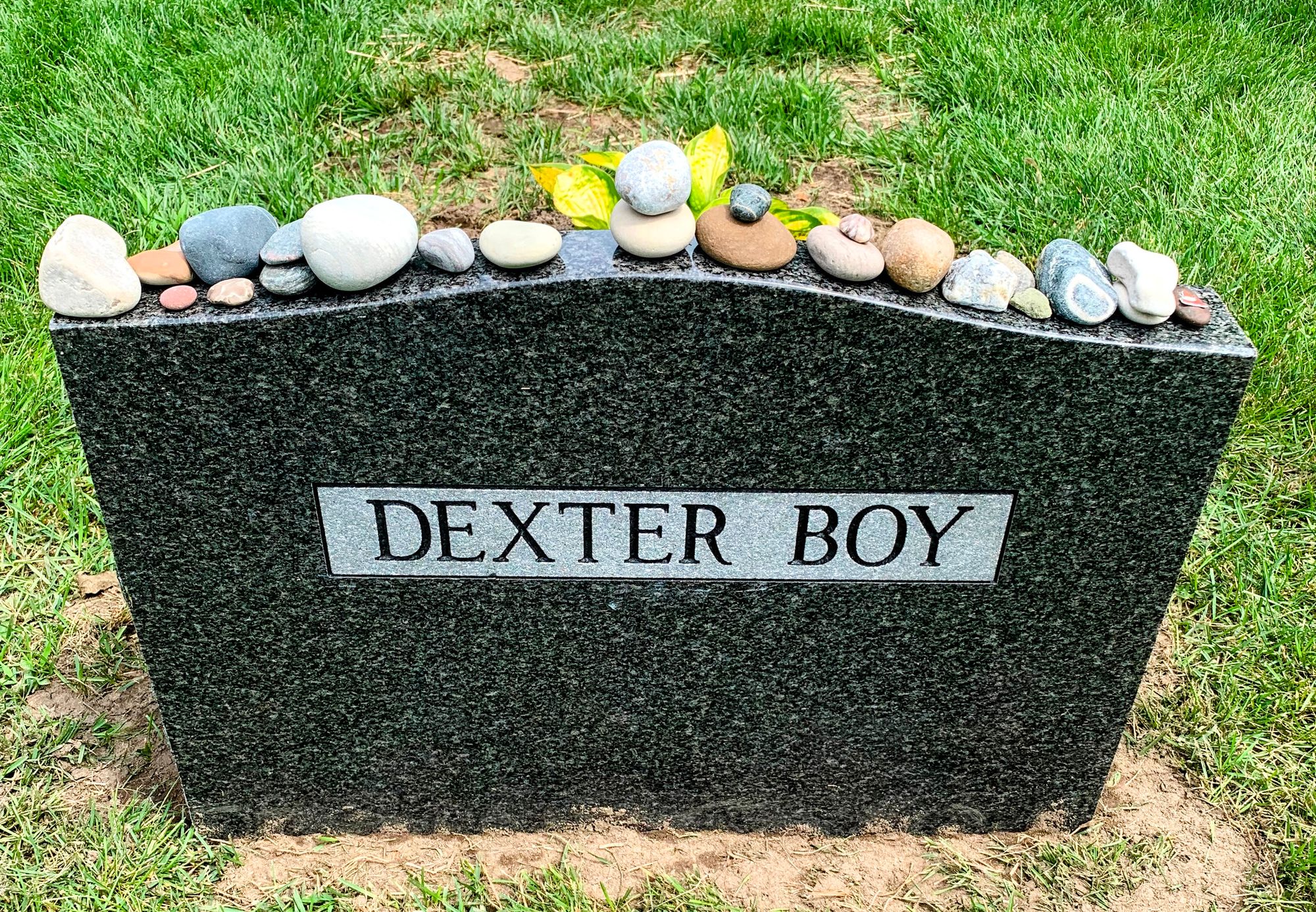 Dexter Boy, Unveiling